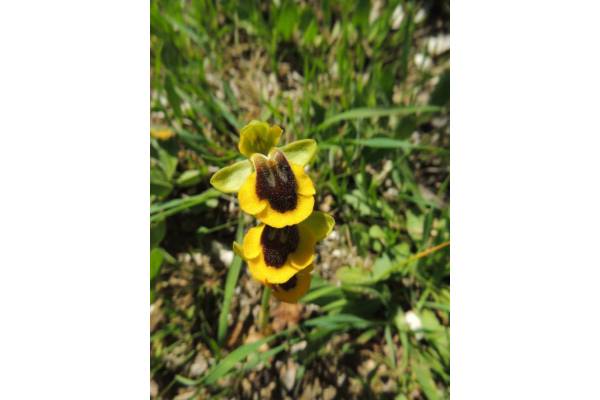 Ophrys-lutea-FICUZZA-23.4.15-10 (1)