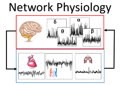 Network physiology